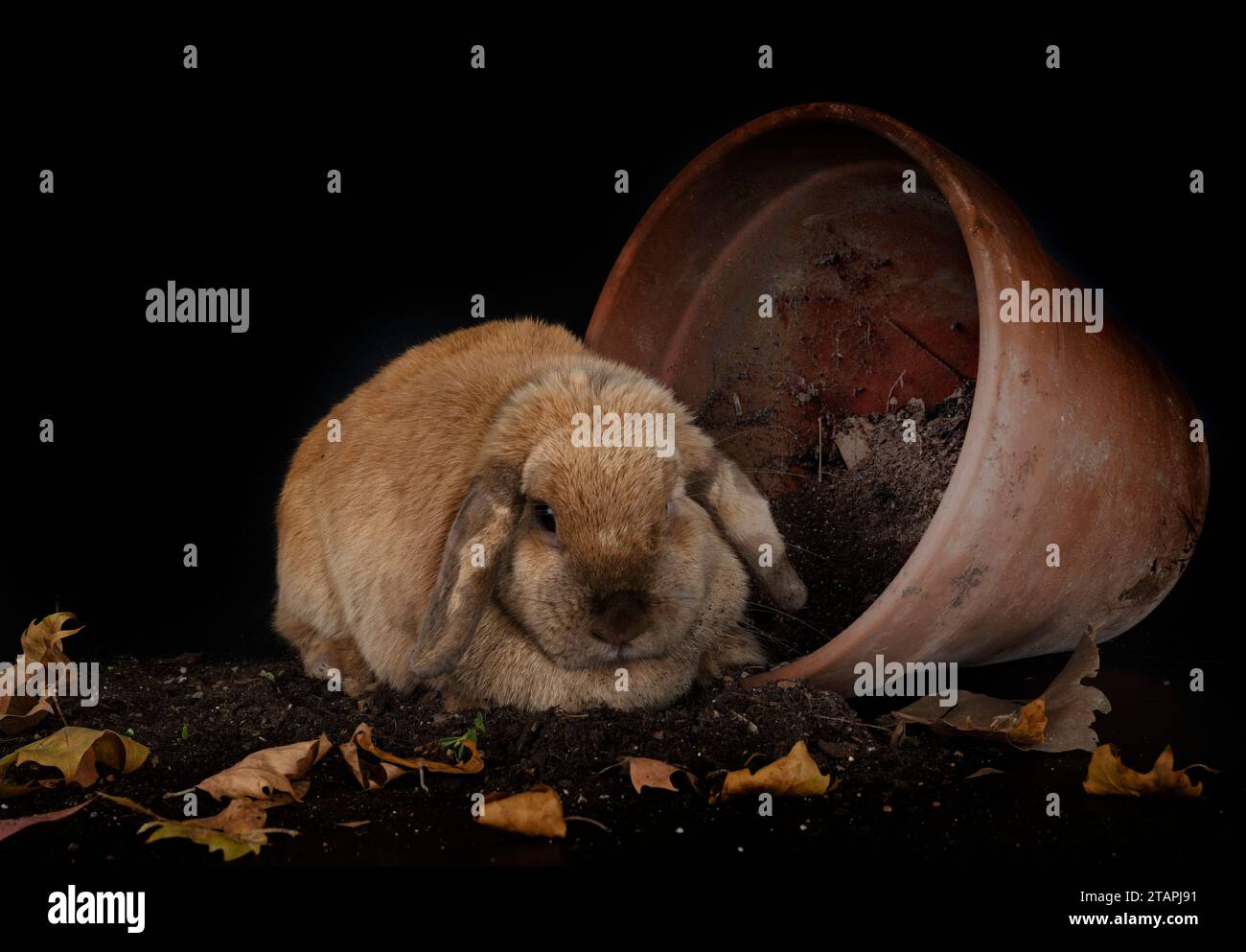 Lop rabbit in front of white background Stock Photo - Alamy