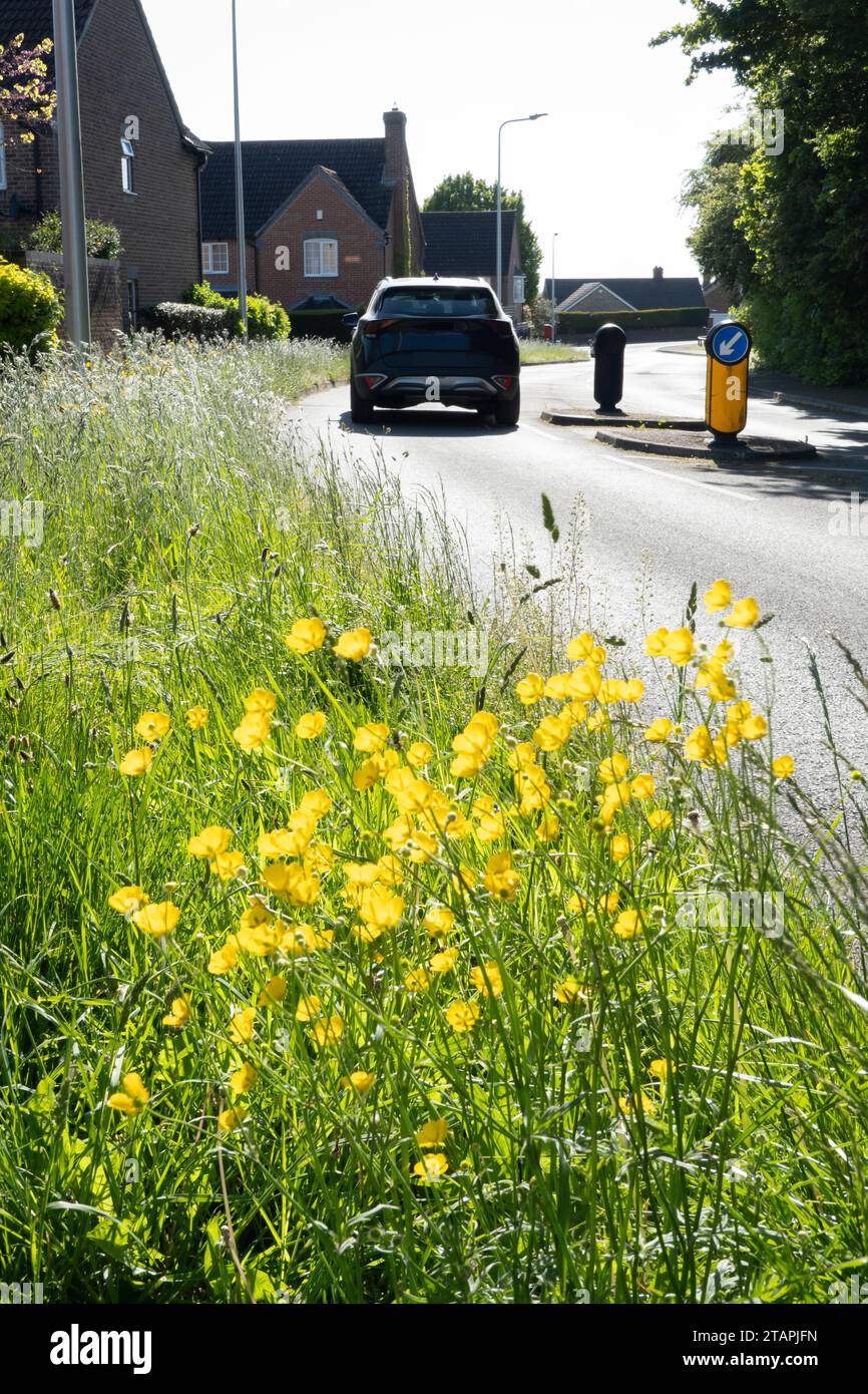 Re-wilding of roadside grass verges on modern housing estate, Newbury, West Berkshire, England, United Kingdom, Europe Stock Photo