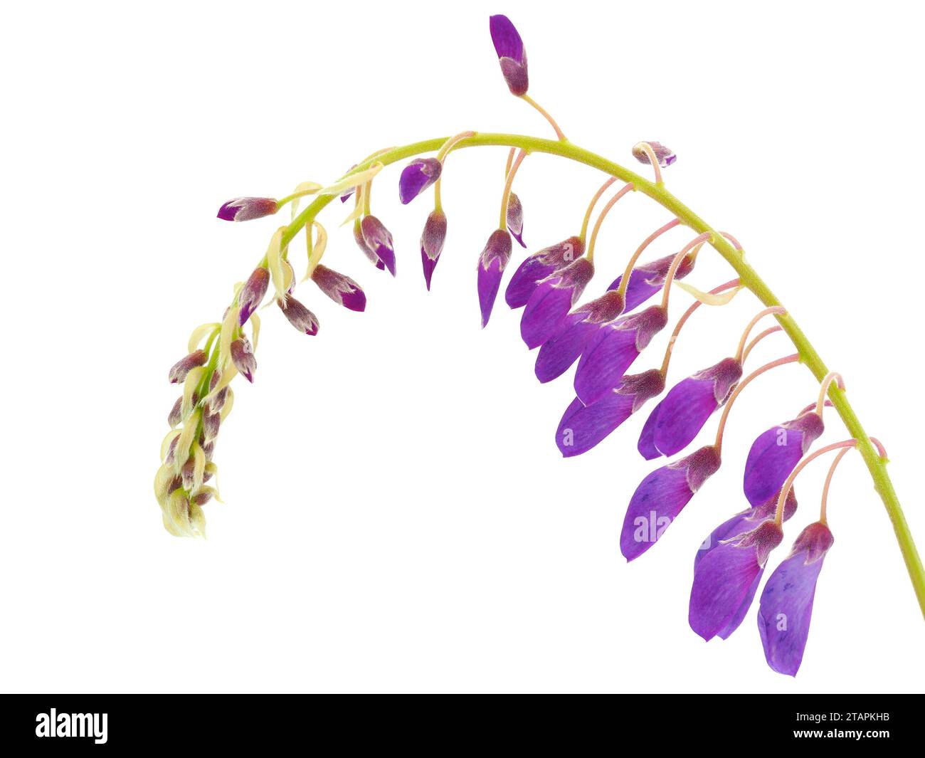 Chinese wisteria isolated on white background, Wisteria sinensis Stock Photo