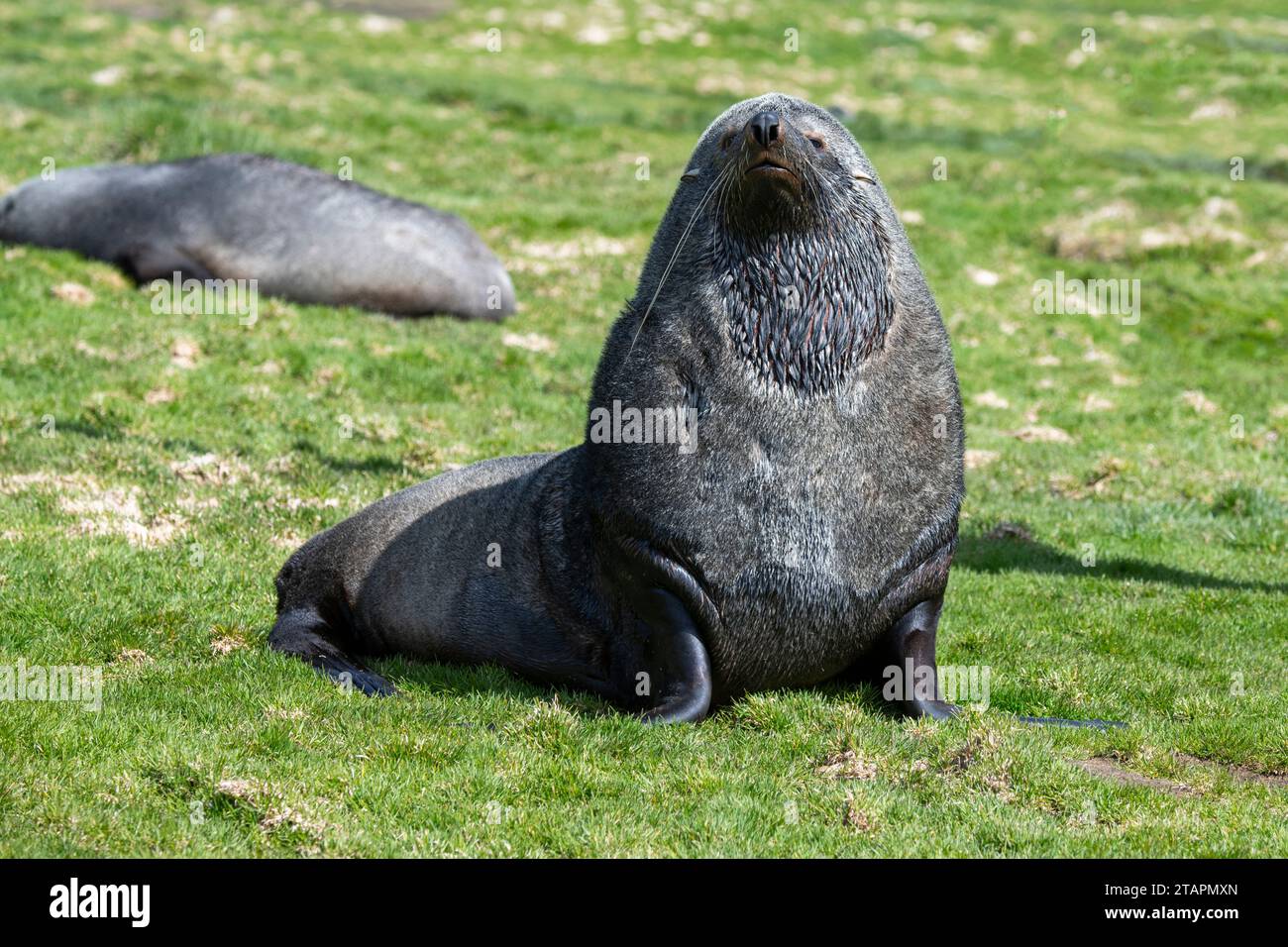 South Georgia, Grytviken. Male fur seal (Arctocephalus gazella) in tussock grass. Stock Photo