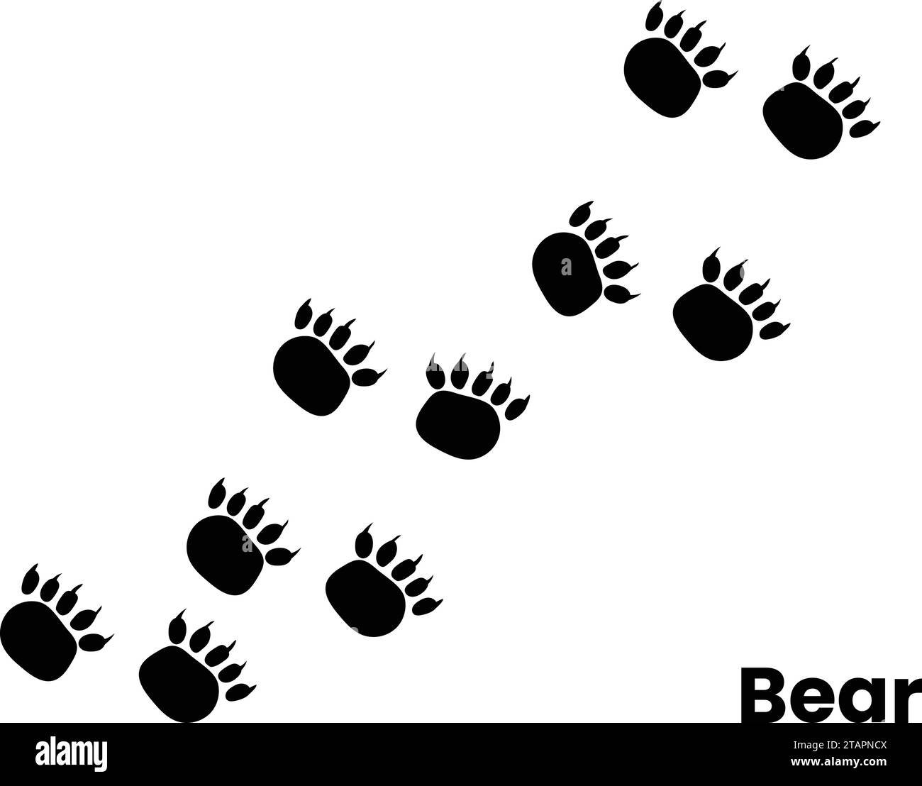 Vector flat black foot prints of grizzly bear steps isolated on white background Stock Vector