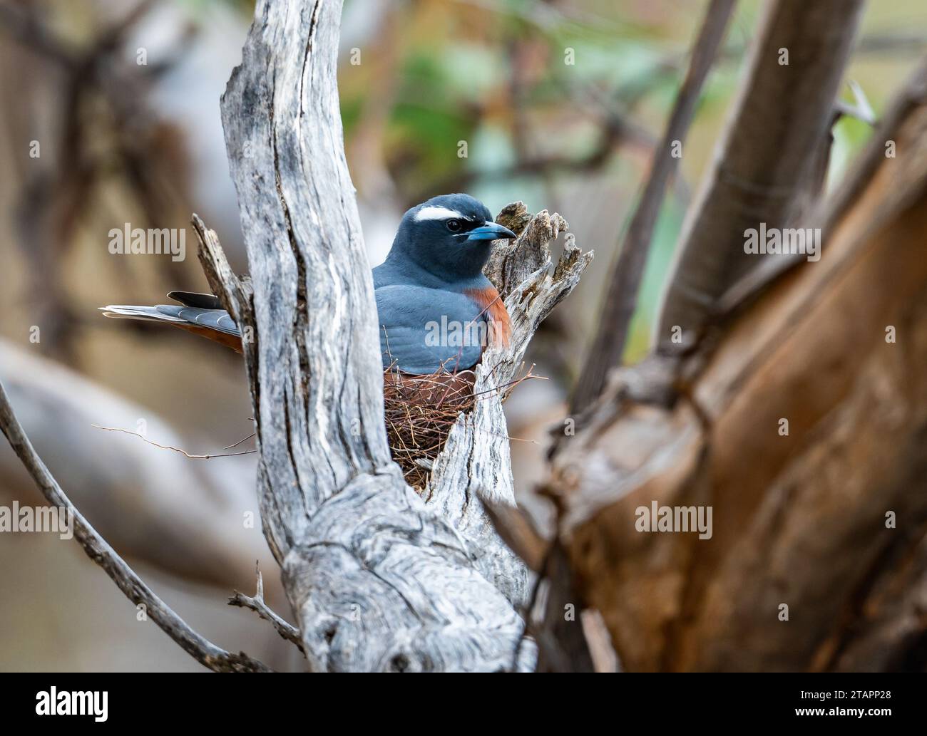 A White-browed Woodswallow (Artamus superciliosus) sitting onits nest. Victoria, Australia. Stock Photo