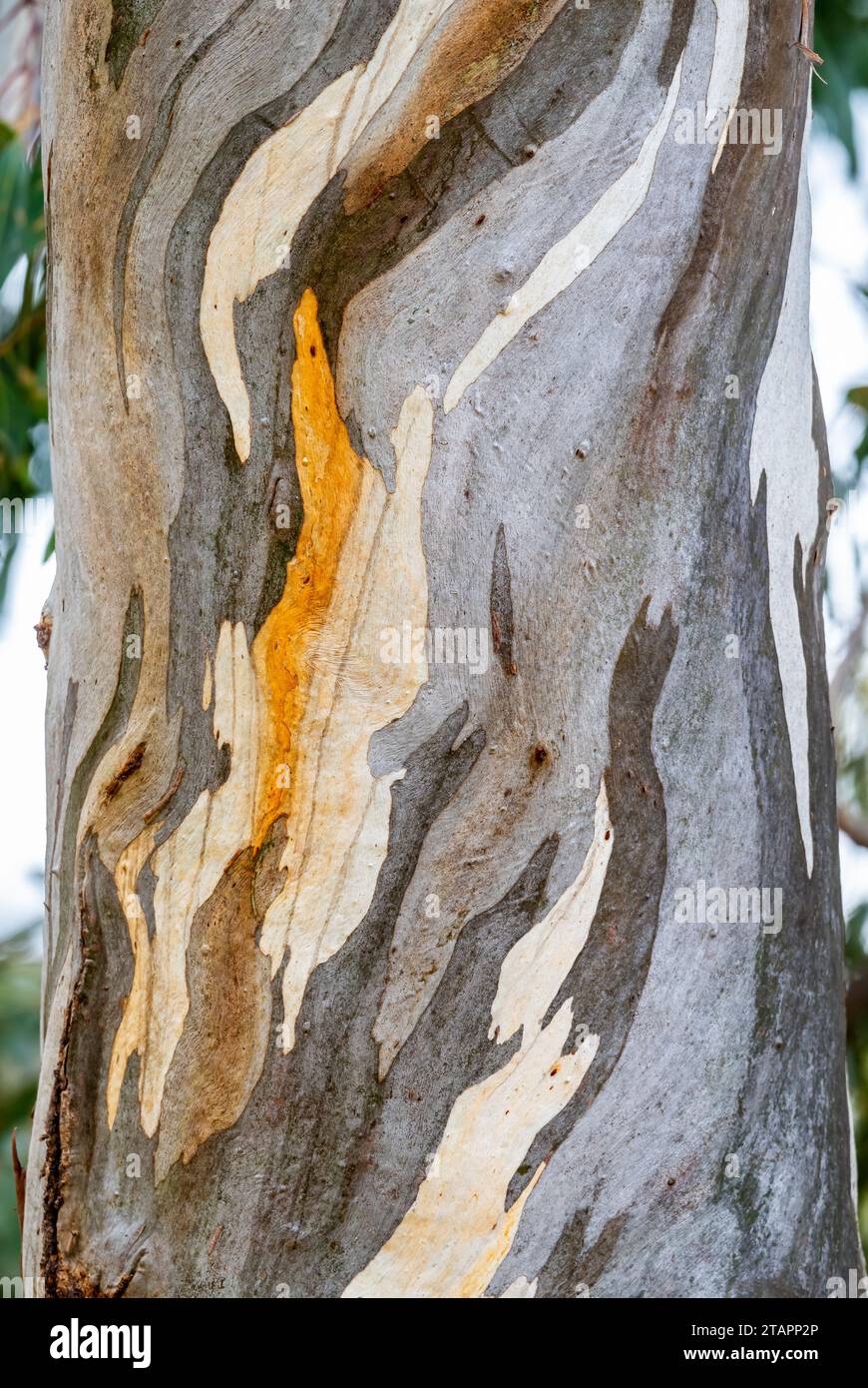 Colorful patterns on the trunk of an eucalyptus tree. Victoria, Australia. Stock Photo