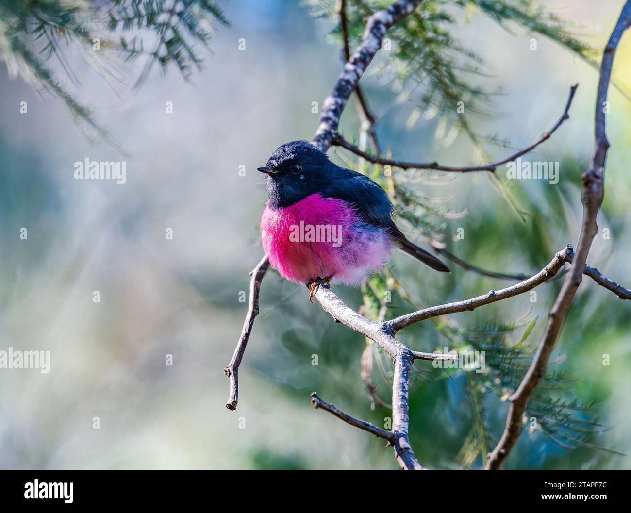 A male Pink Robin (Petroica rodinogaster) perched on a branch. Tasmania, Australia. Stock Photo