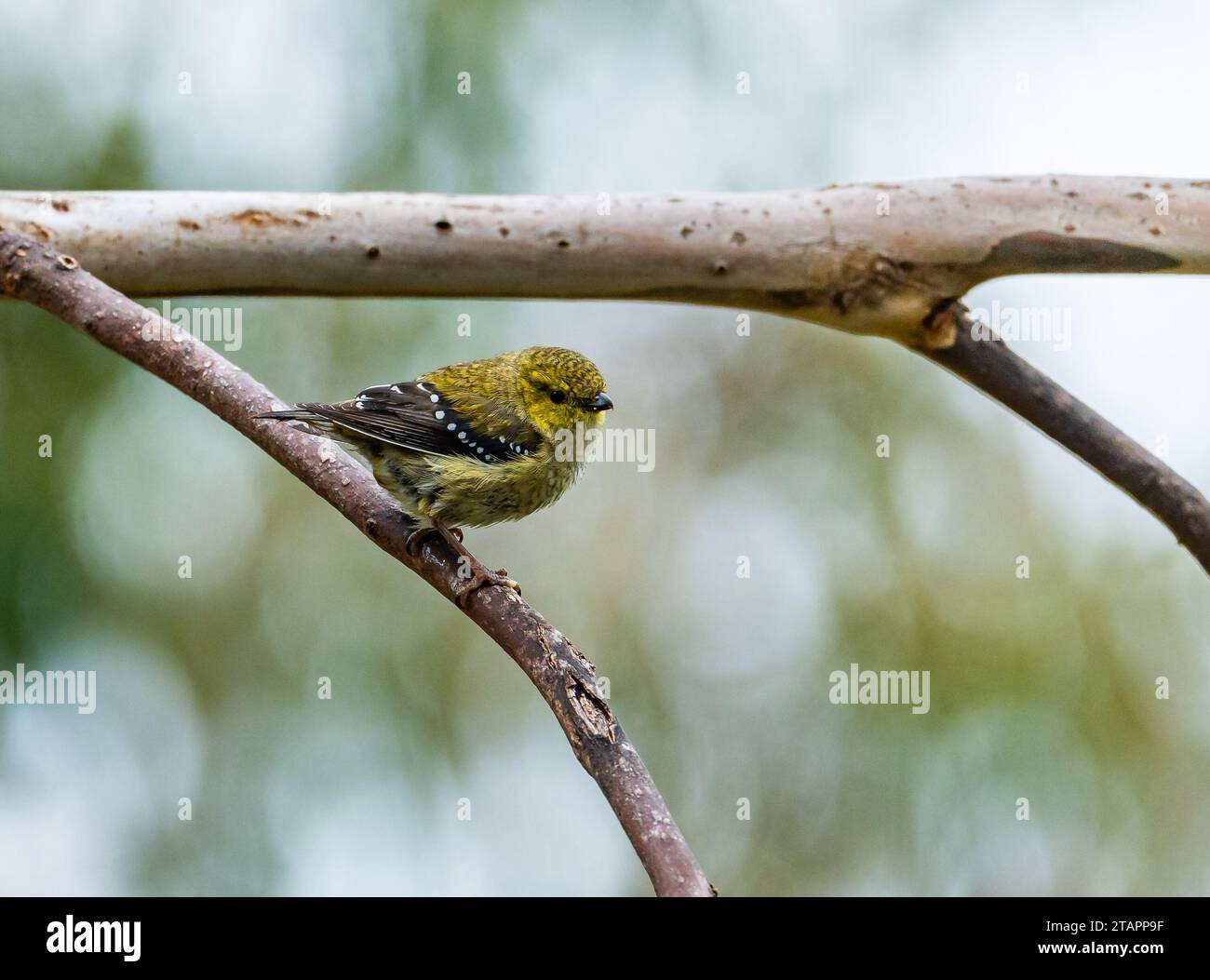 An endangered Forty-spotted Pardalote (Pardalotus quadragintus) perched on a branch. Tasmania, Australia. Stock Photo