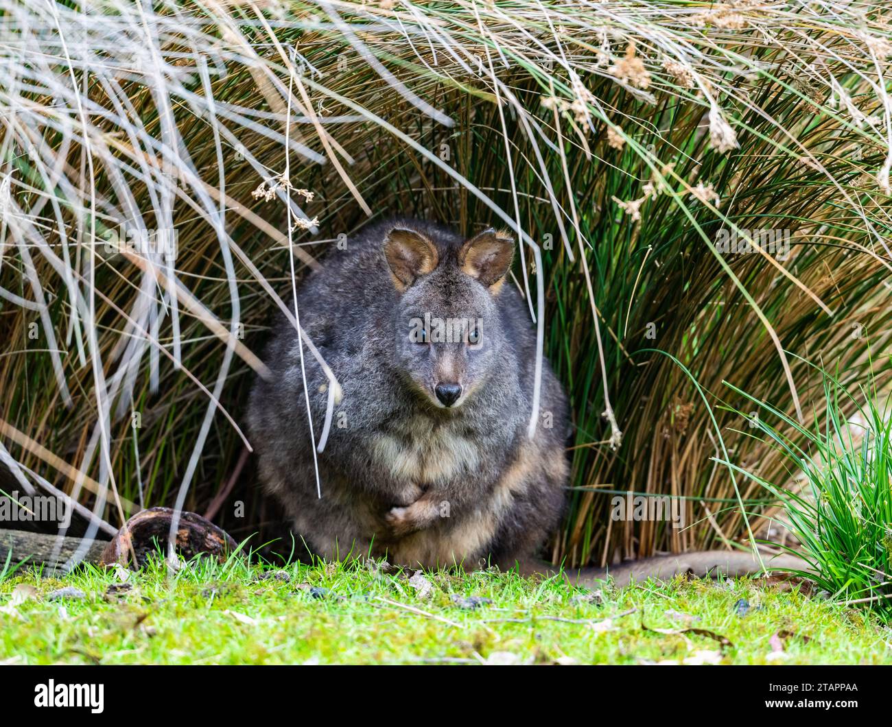 A Tasmanian Pademelon (Thylogale billardierii) hidding in tall grass. Tasmania, Australia. Stock Photo