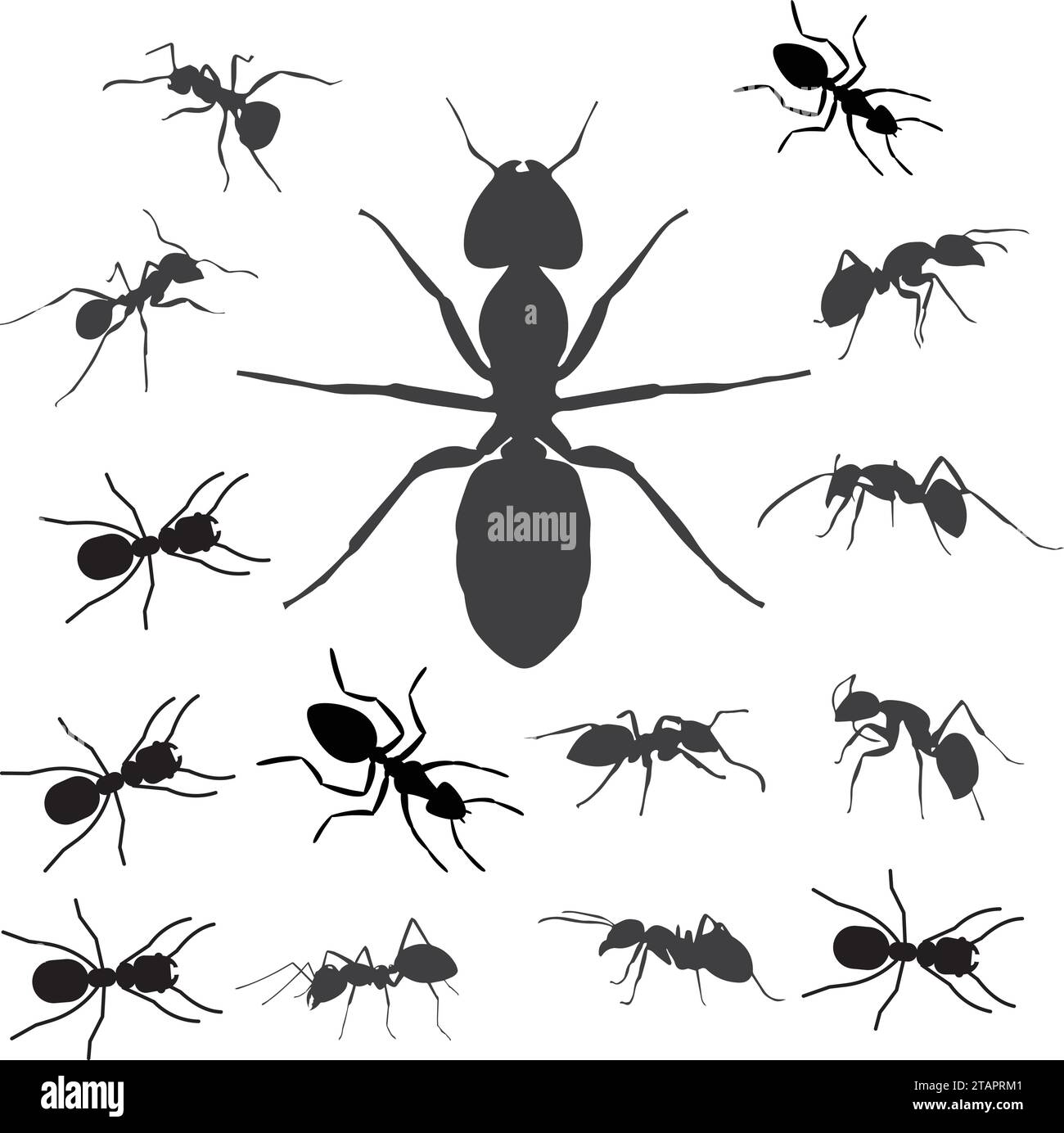 Aint trail. Ant column. Black insect silhouettes trip. Teamwork, hard work concept. Stock Vector