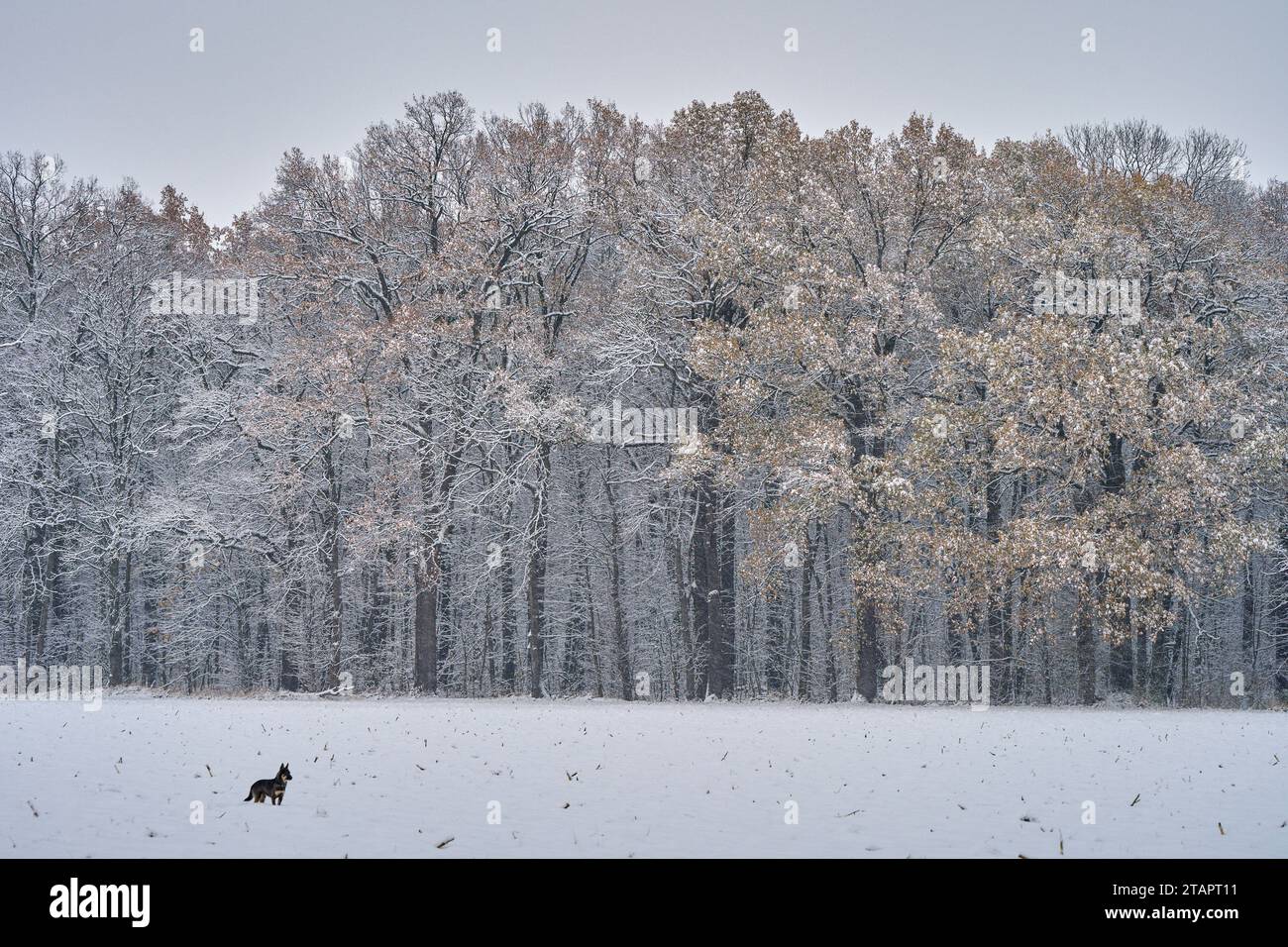 Winter landscape after the first snowfall Stock Photo - Alamy