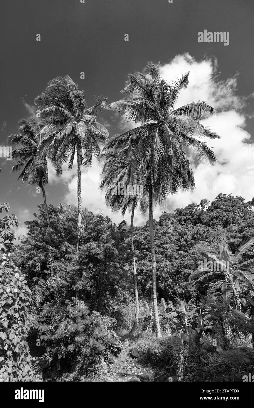 Green jungle nature plams hi-res stock photography and images - Alamy
