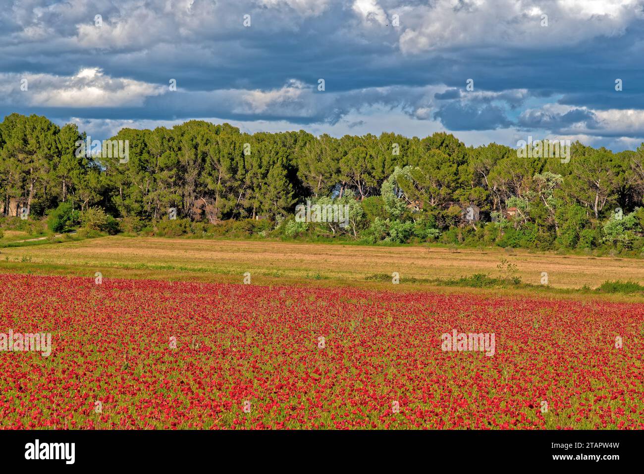 des coquelicots dans un champ en dans la region de Aix en Provence Ventabren - poppies in a field in the region of Aix en Provence Ventabren Stock Photo