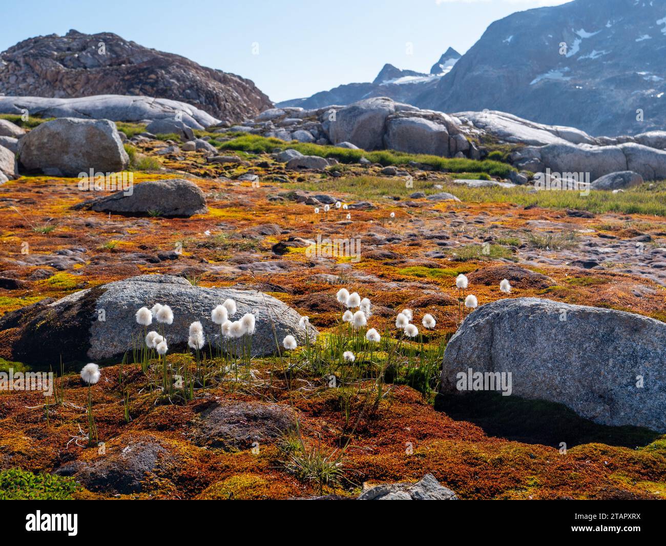 idyllic landscape with moss and wool grass in greenland Stock Photo