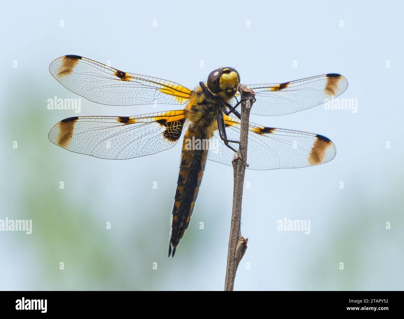 A macro of a Four-Spotted Chaser Dragonfly, Greenwich Peninsular Ecology Park Stock Photo