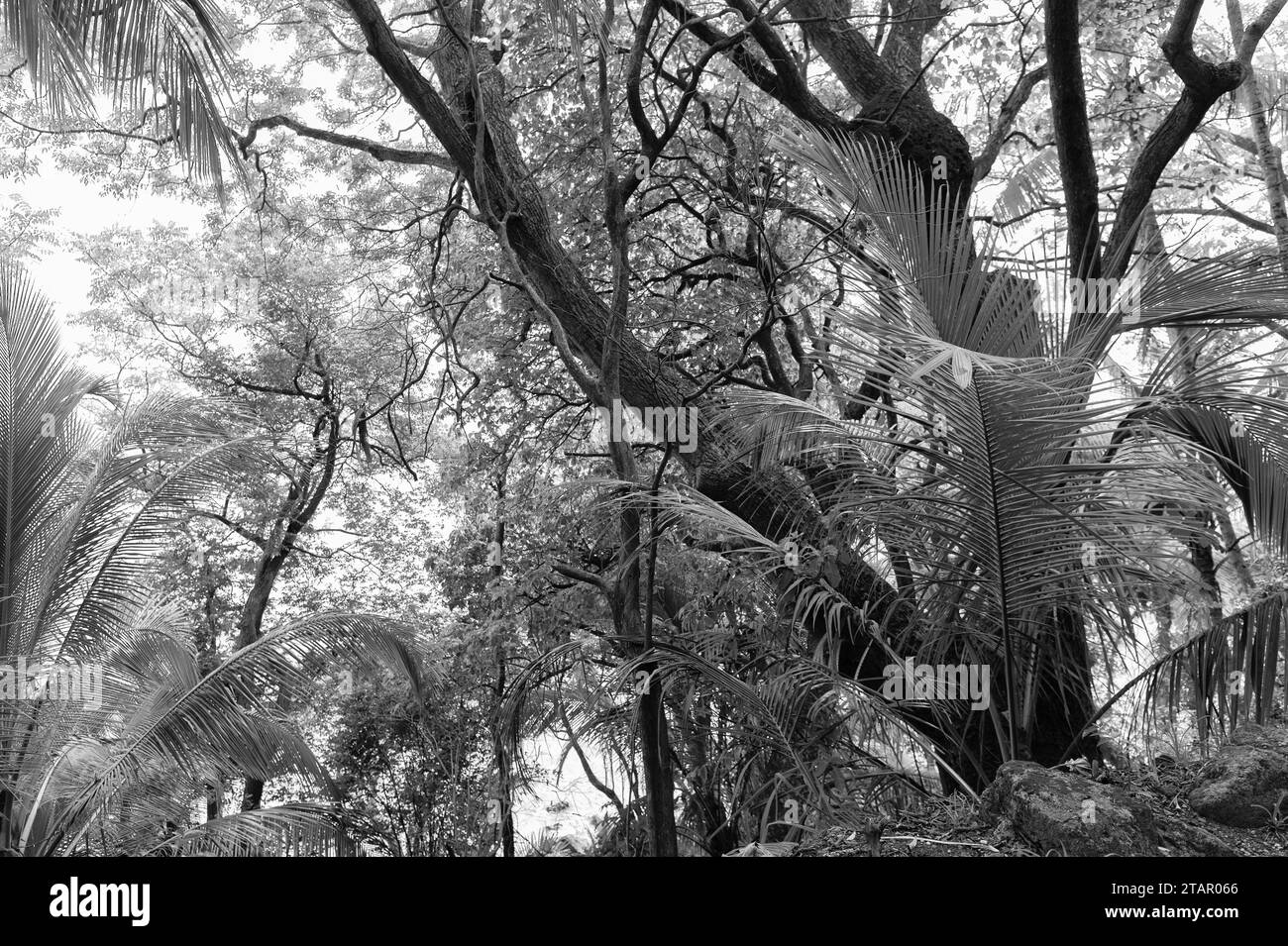 bright green forest of tropical jungle nature. photo of tropical jungle ...