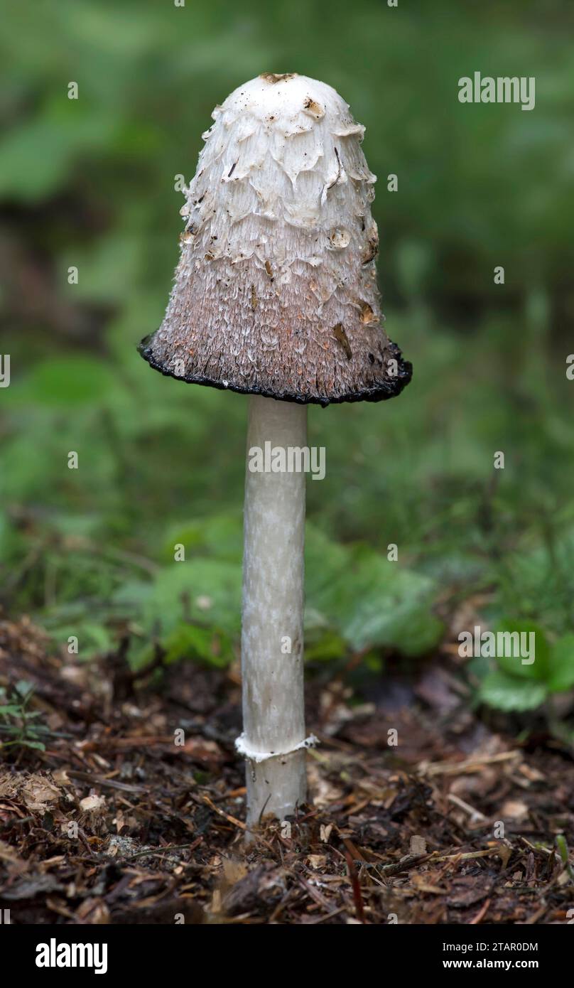 Mushroom Shaggy ink cap (Coprinus comatus), Valais, Switzerland Stock Photo