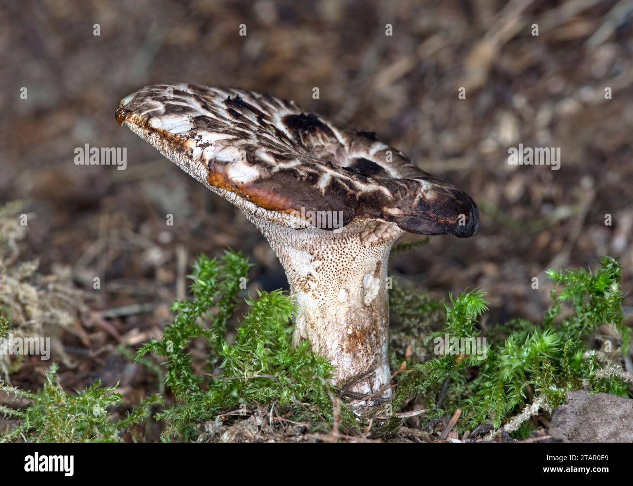 Shingled hedgehog mushroom (Sarcodon imbricatus), Valais, Switzerland Stock Photo