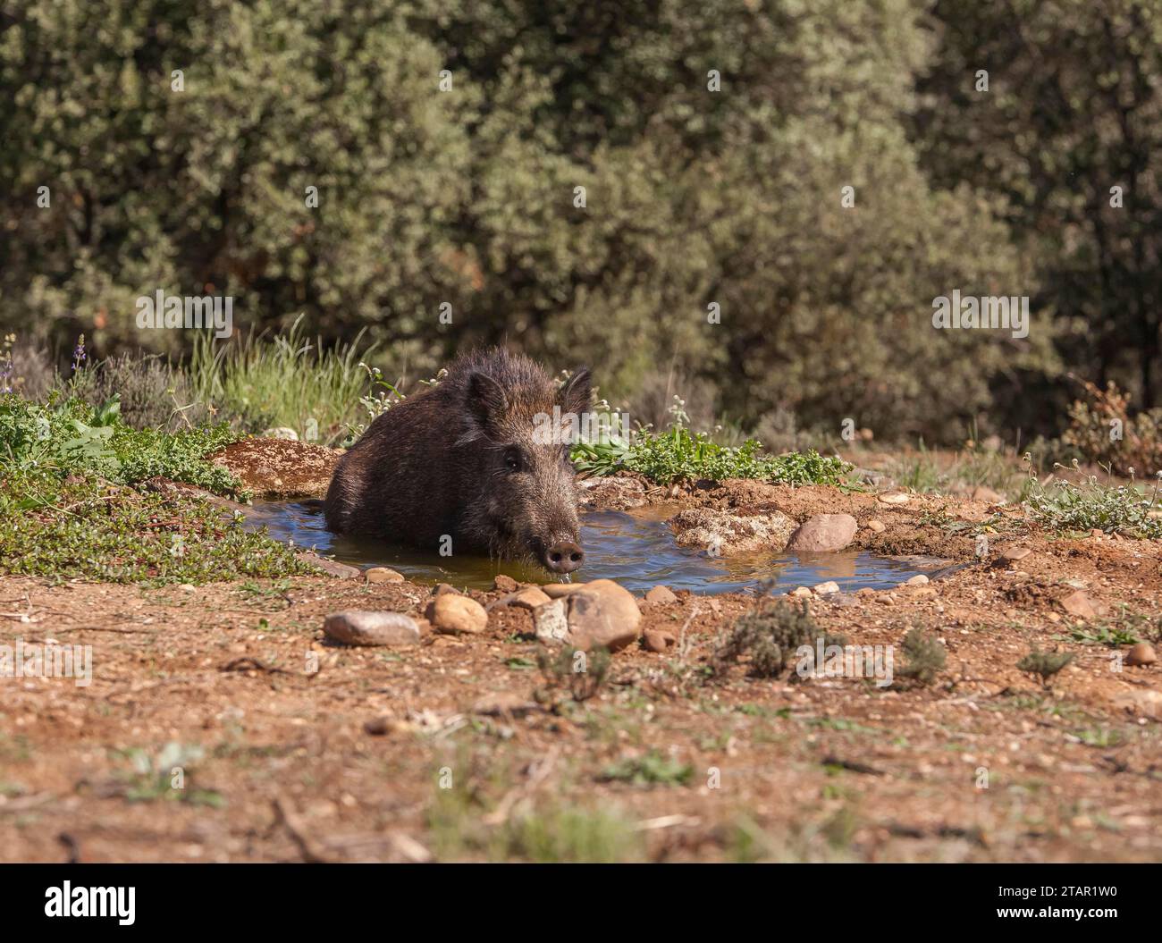 Wild boar (Sus scrofa) at the drinking trough, Extremadura, Castilla La Mancha, Spain Stock Photo