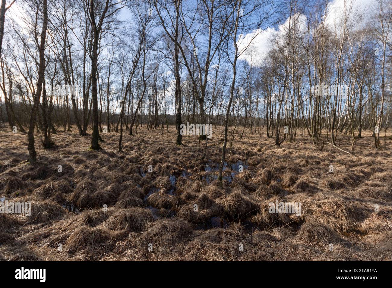 Birch forest and wet meadows in the Professormoor in the Duvenstedter Brook nature reserve, Wohldorf-Ohlstedt, Hamburg, Germany Stock Photo