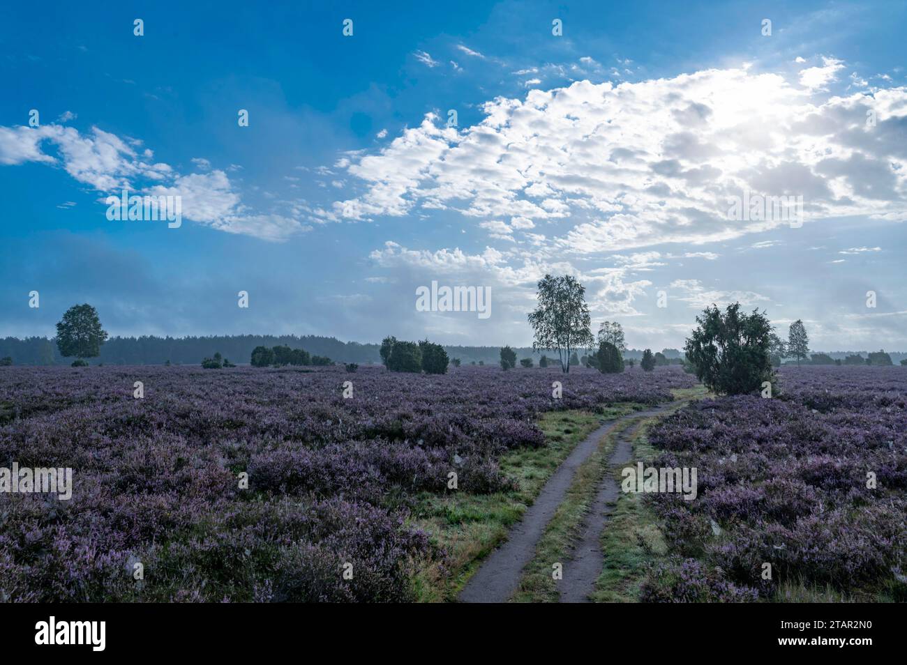Path through heathland, flowering common heather (Calluna vulgaris), Lueneburg Heath, Lower Saxony, Germany Stock Photo