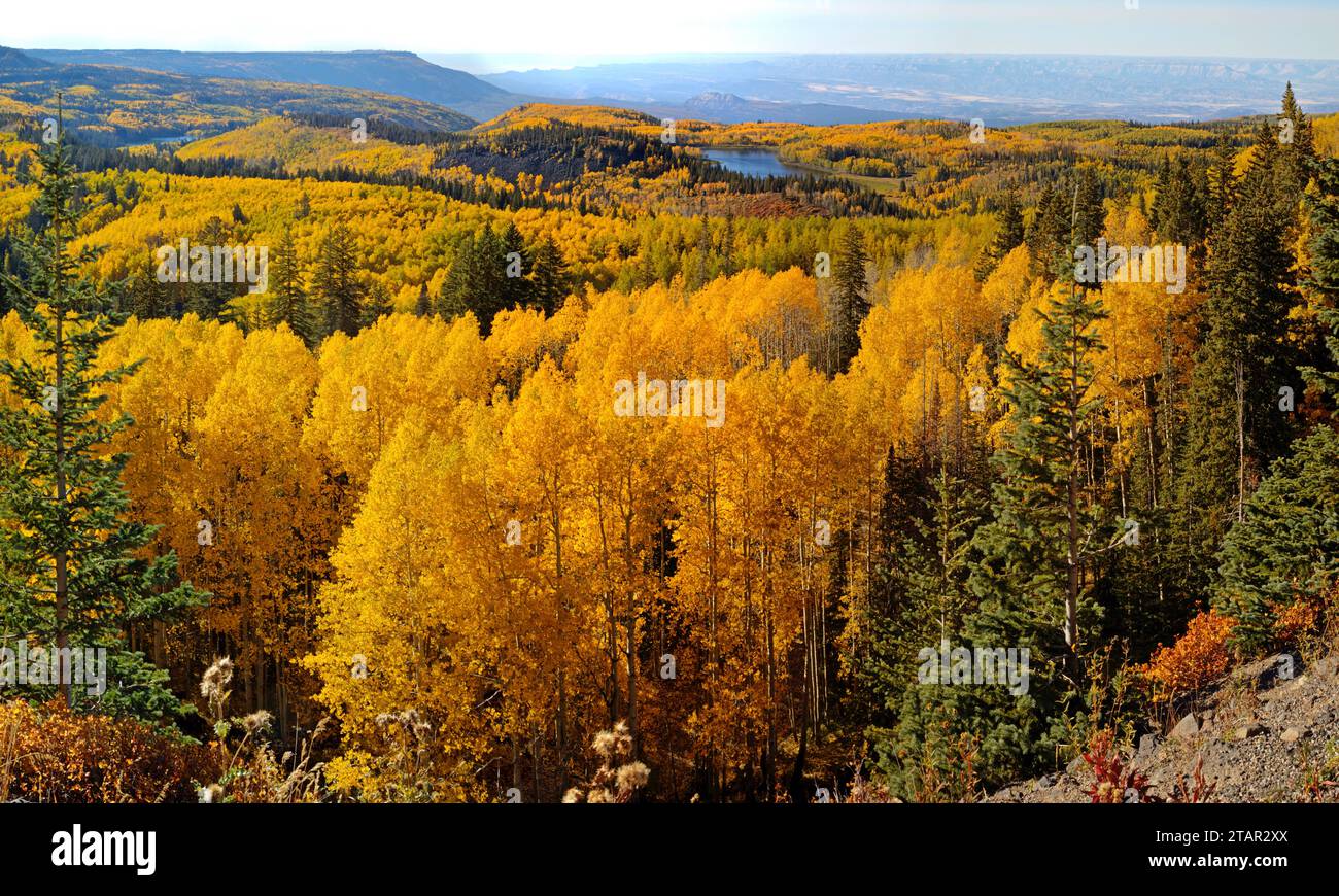 A panoramic view of aspen trees in fall color and two small lakes within Grand Mesa National Forest. Stock Photo