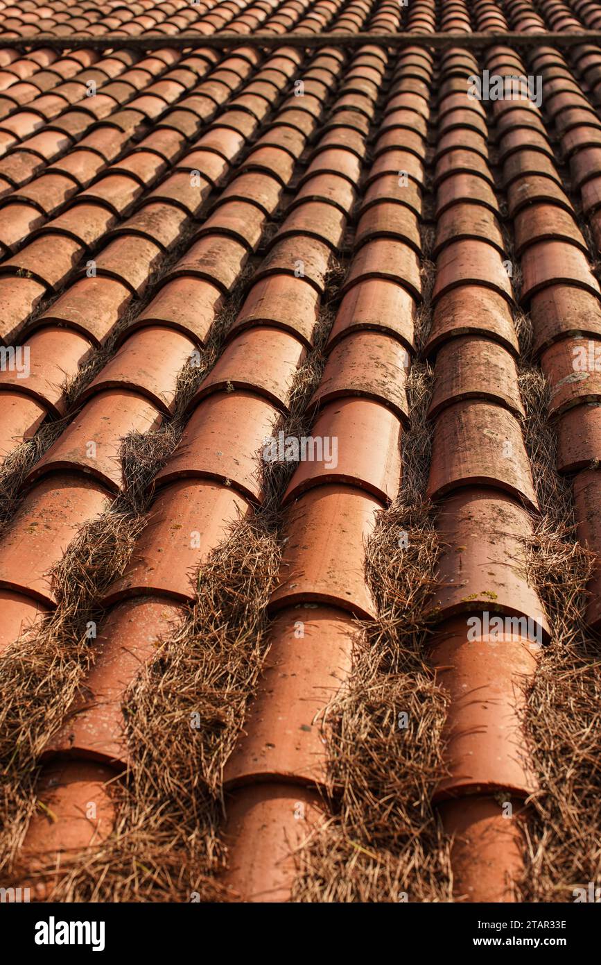Old slate tiled roof in sunny summer country, lot of dry pine fir needles accumulated inside grooves, closeup detail Stock Photo