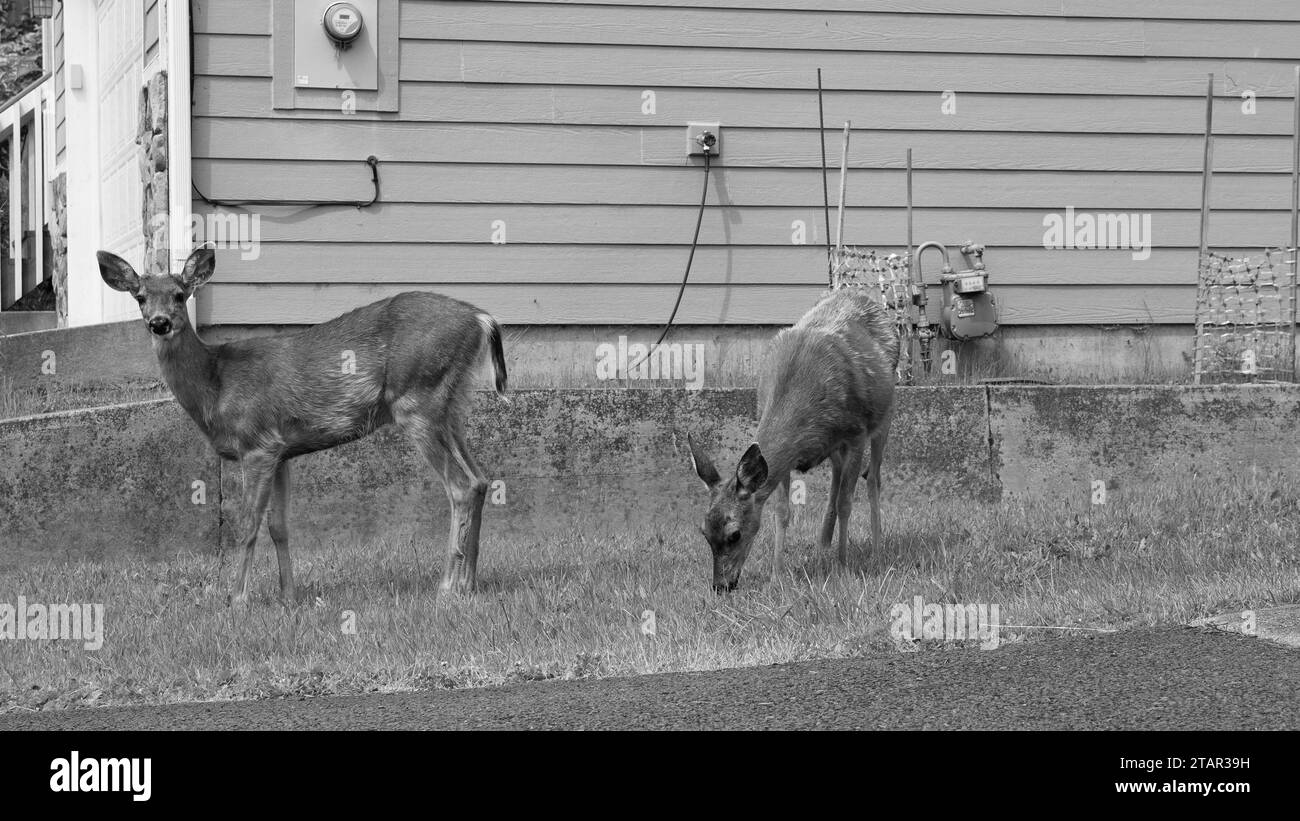 two deer fallow animal. deer fallow brown color. photo of deer fallow ...