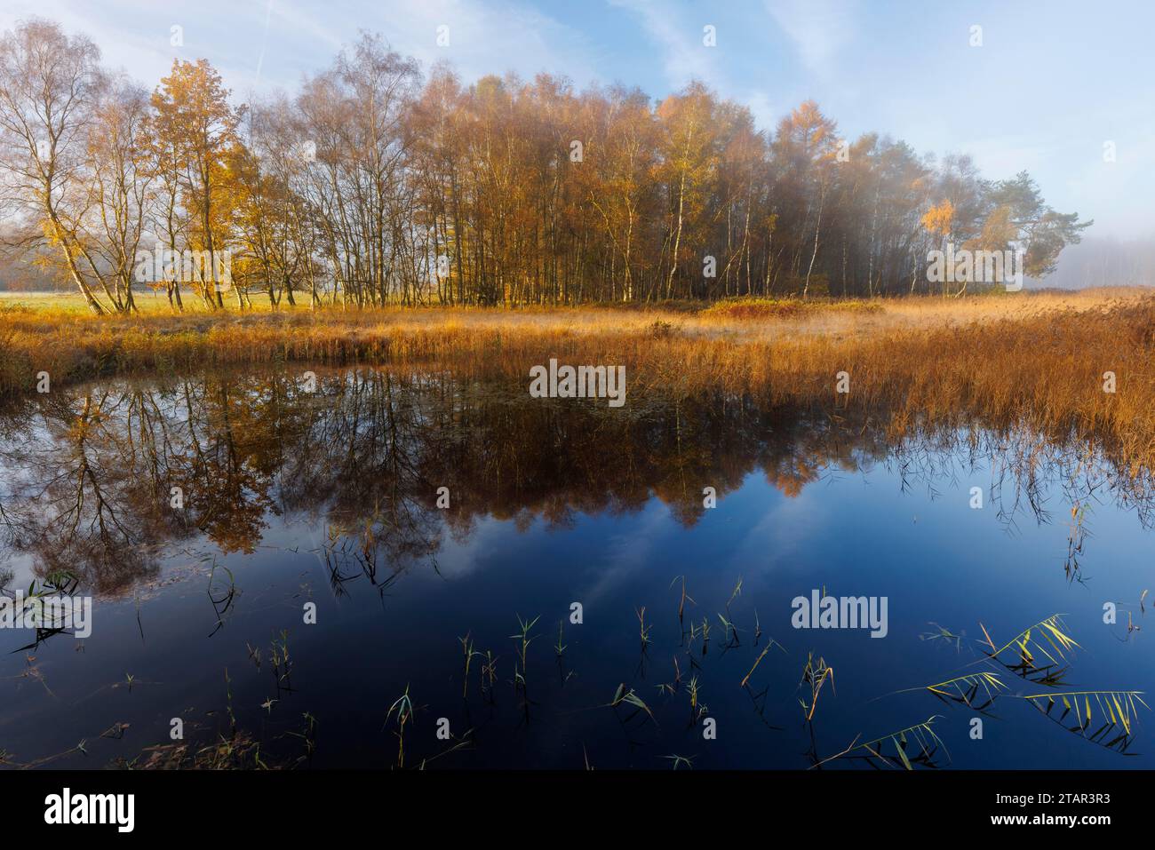 Landscape in the Elmpter Schwalmbruch, Niederkruechten, North Rhine-Westphalia, Germany Stock Photo