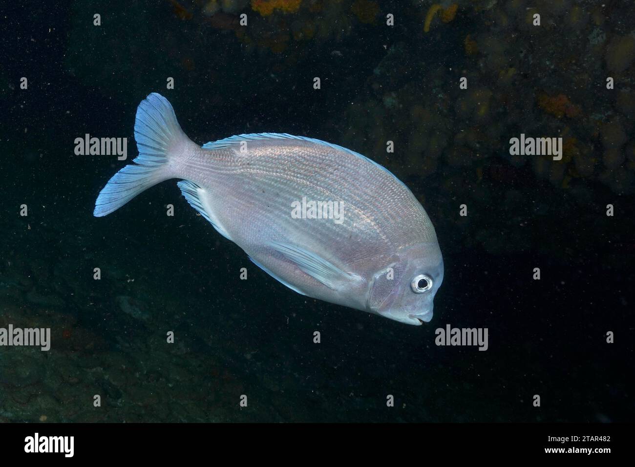 Bronze bream hi-res stock photography and images - Alamy