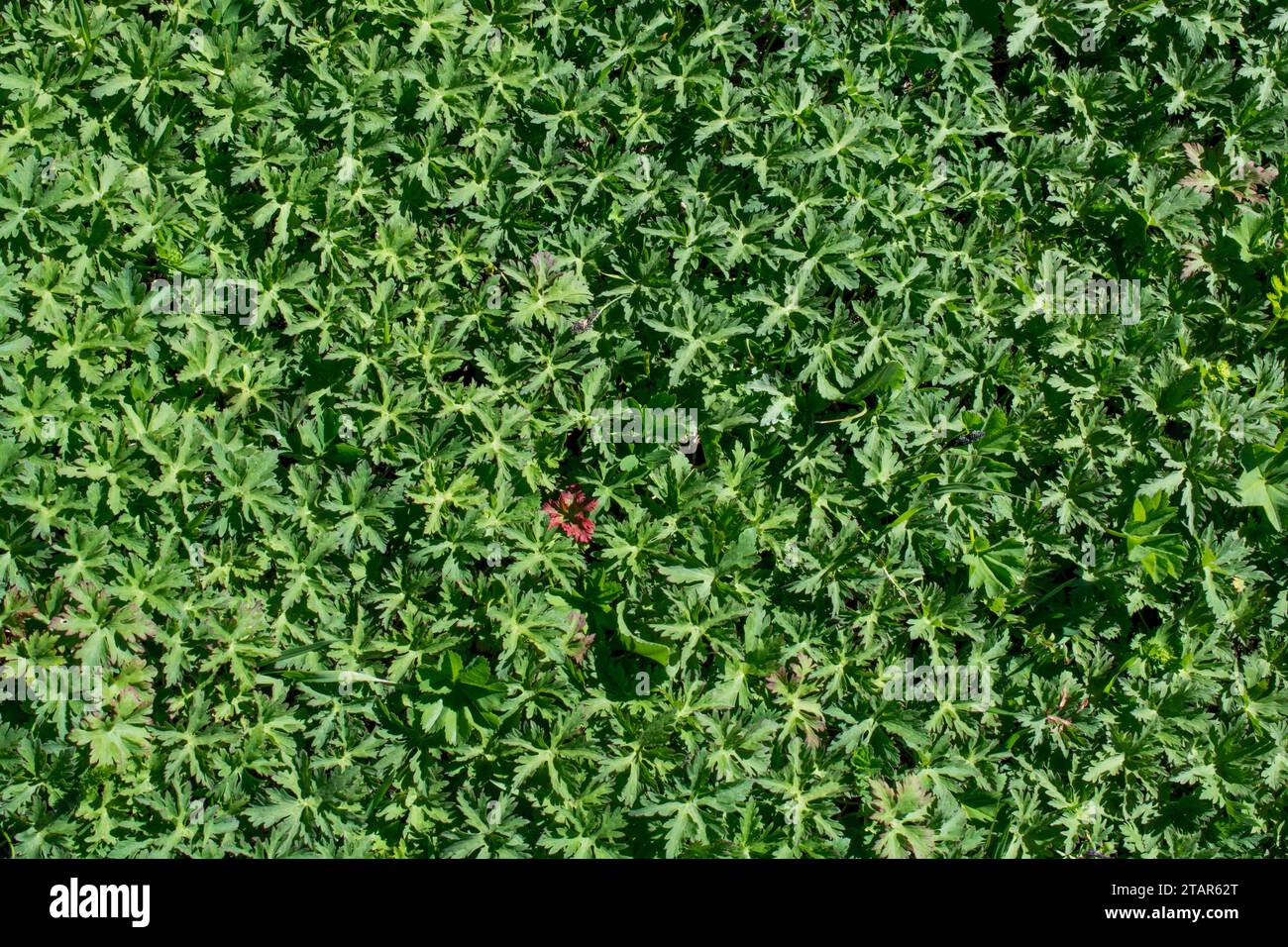 Green grass texture as a nature background Stock Photo - Alamy