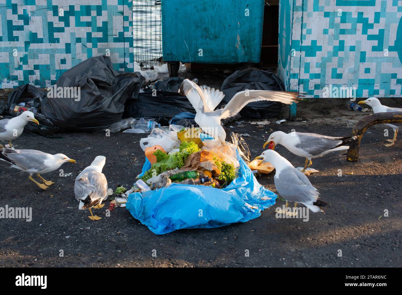 Seagulls looking for food in the trash Stock Photo