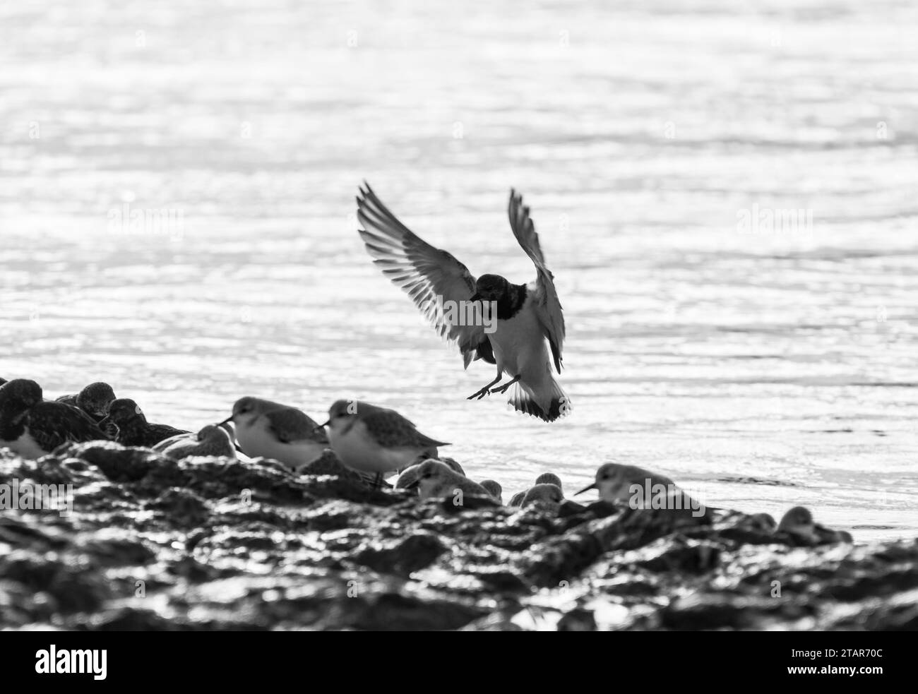 Landing Turnstone (Arenaria interpres) at Leigh on Sea, Essex Stock