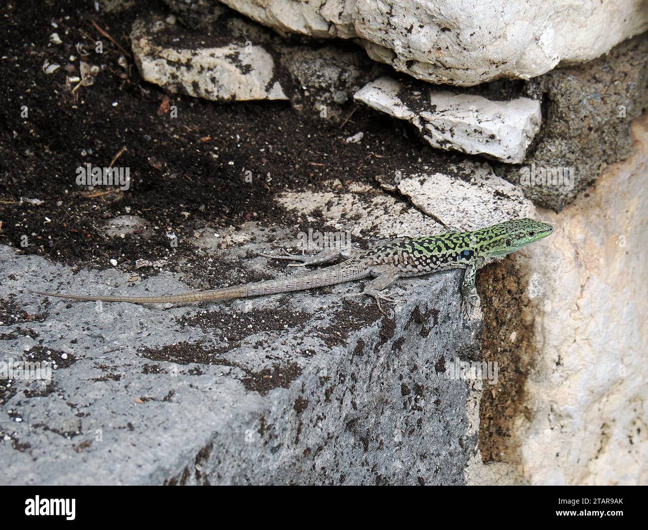 Italian wall lizard, ruin lizard, Ruineneidechse, Lézard sicilien, Podarcis siculus siculus, olasz faligyík, Sicily, Sicilia, Italy, Europe Stock Photo
