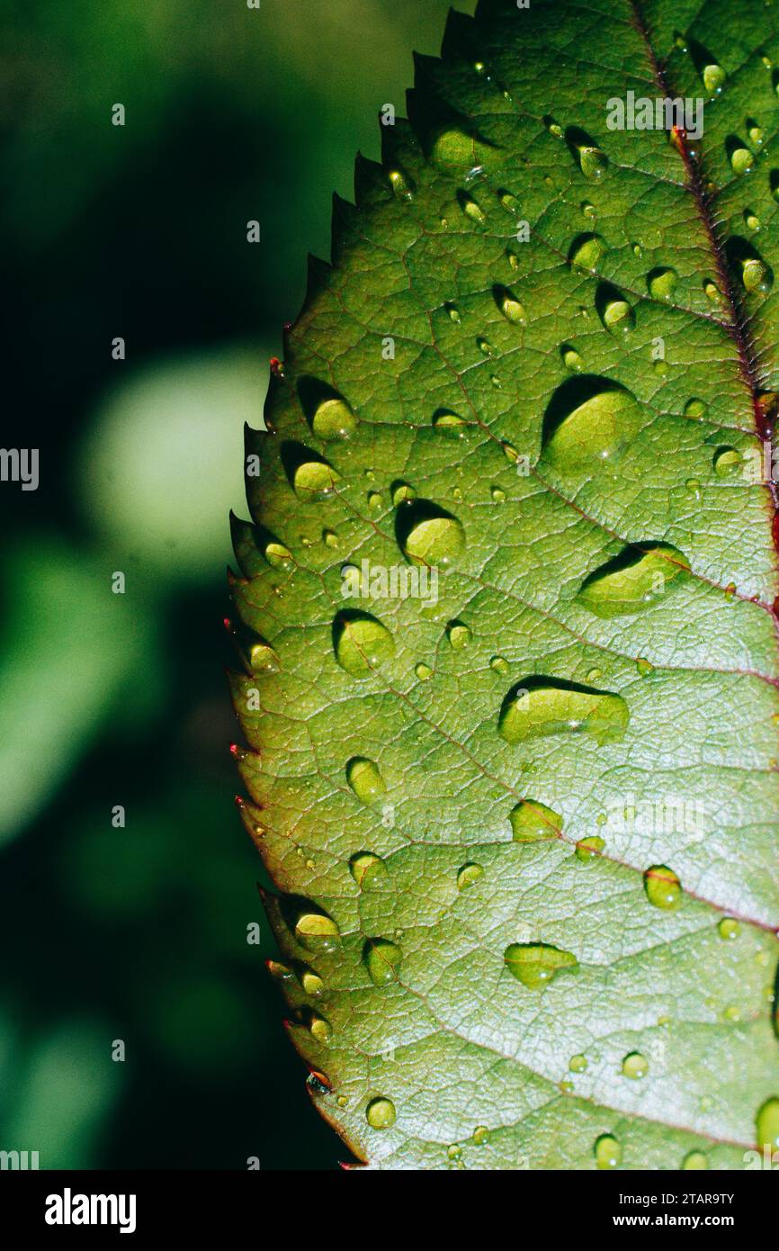 One separate green leaf with water drops on it Stock Photo