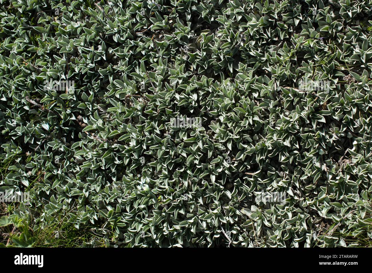 Green grass texture as a nature background Stock Photo - Alamy