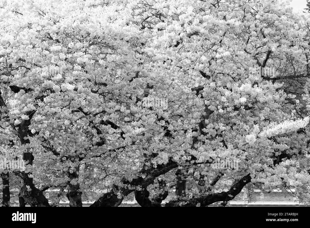 white sakura tree flower blooming nature background in spring Stock