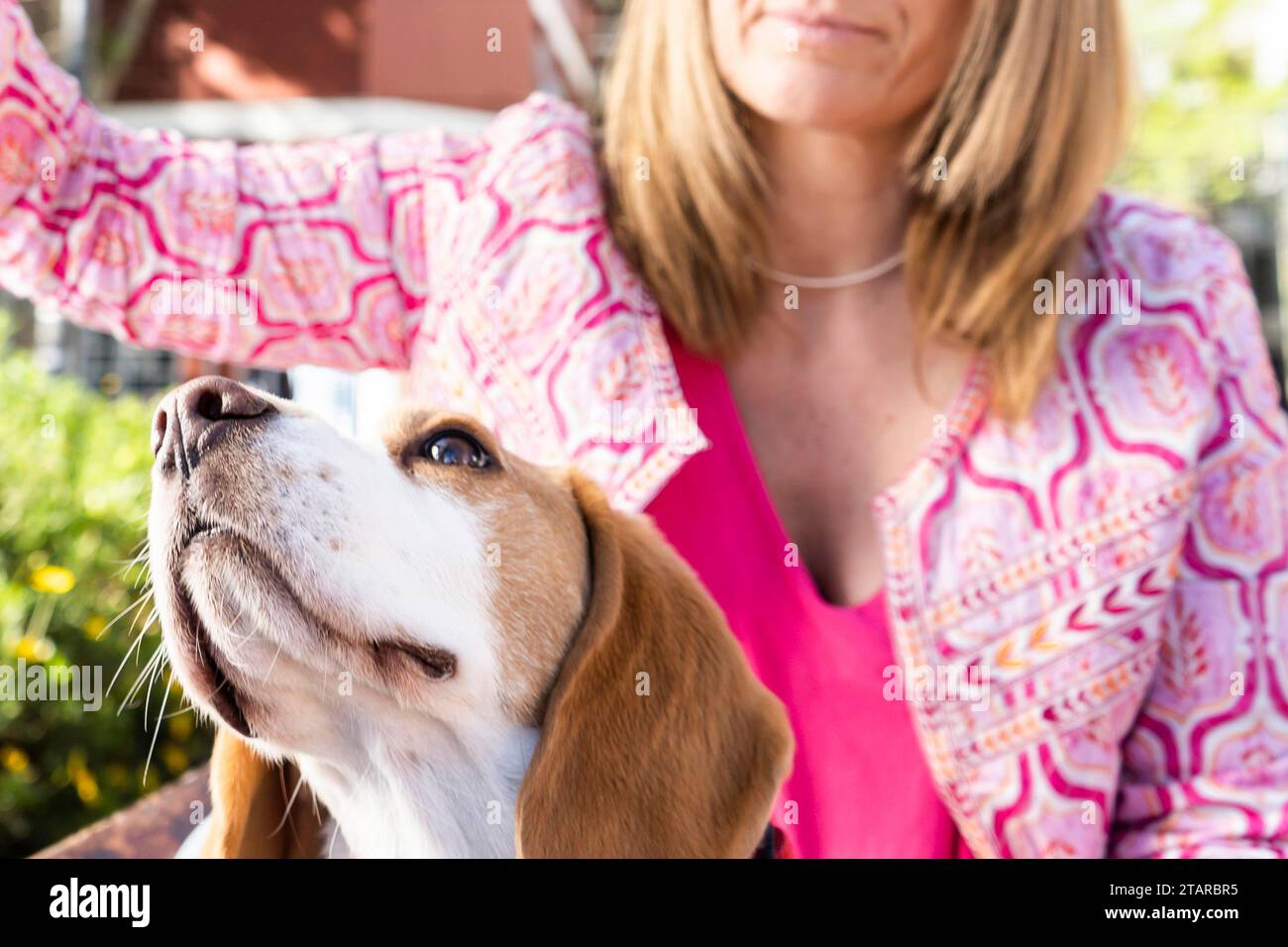 Beagle dog looking up beside his owner Stock Photo