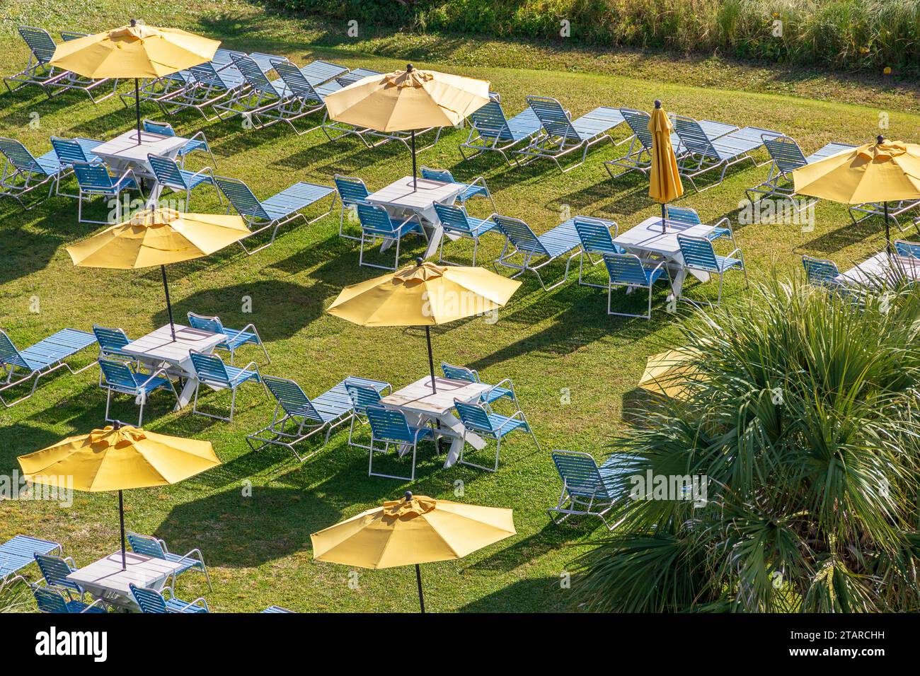 Yellow Sun Umbrellas And Blue Sunbeds On A Lawn At An American Coastal Hotel Resort Stock Photo