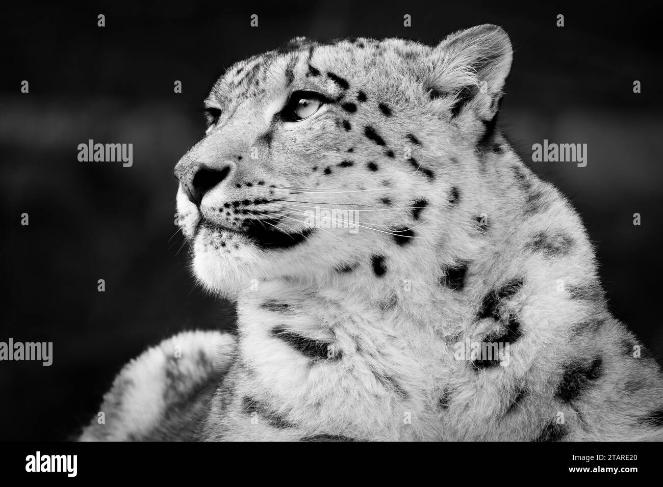 Leopard Black and White Stock Photos & Images Alamy