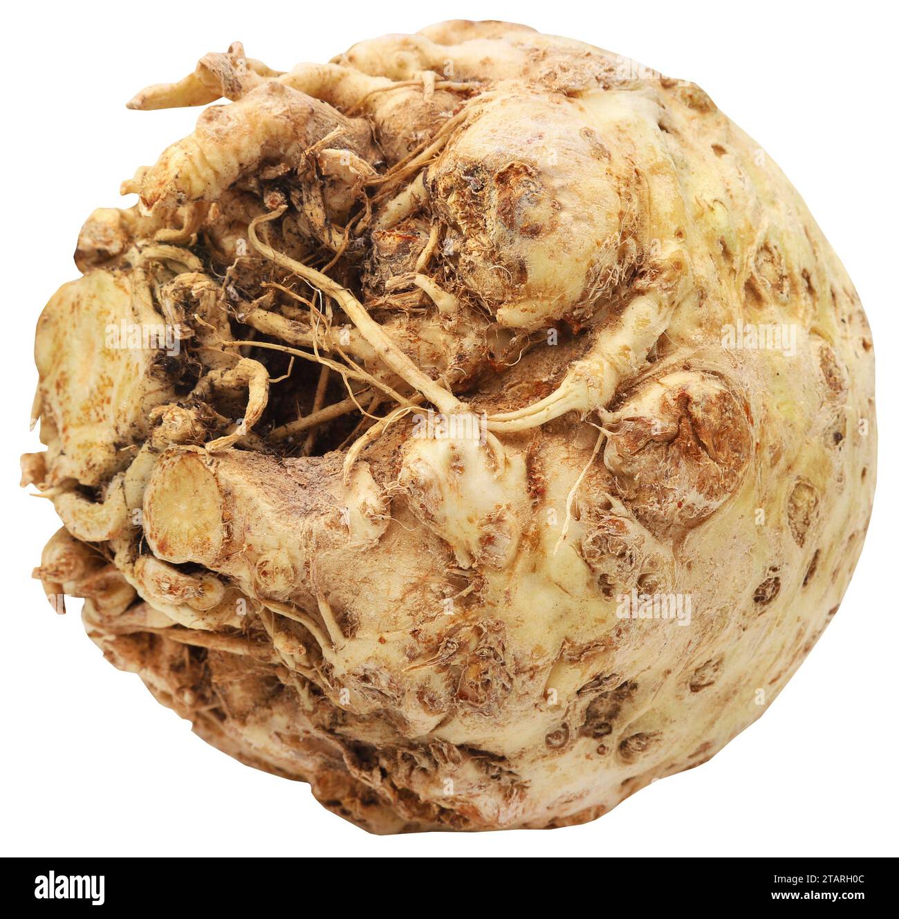 Celery root fresh organic and isolated Stock Photo