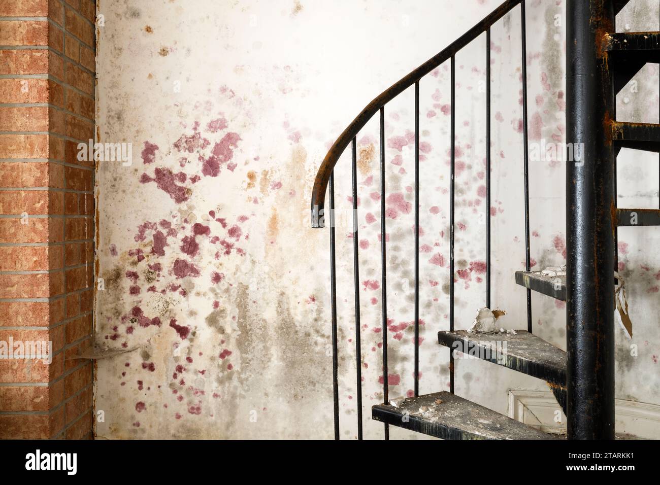 Purple or pink mold growing on the wall of a house. Stock Photo