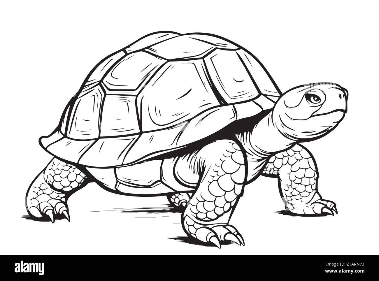 Desert Tortoise hand drawing vector illustration isolated on white background Stock Vector