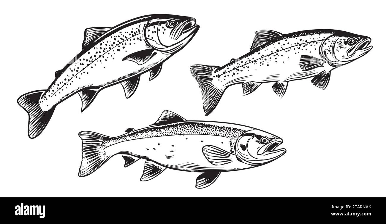 Trout fish in hand drawn strokes. Vector illustration. Stock Vector