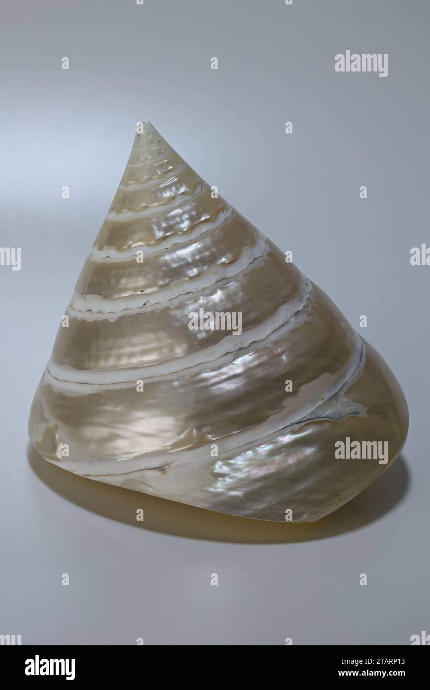 Closeup pearlized Trochus Niloticus Cone Shells with maximum depth of field Stock Photo