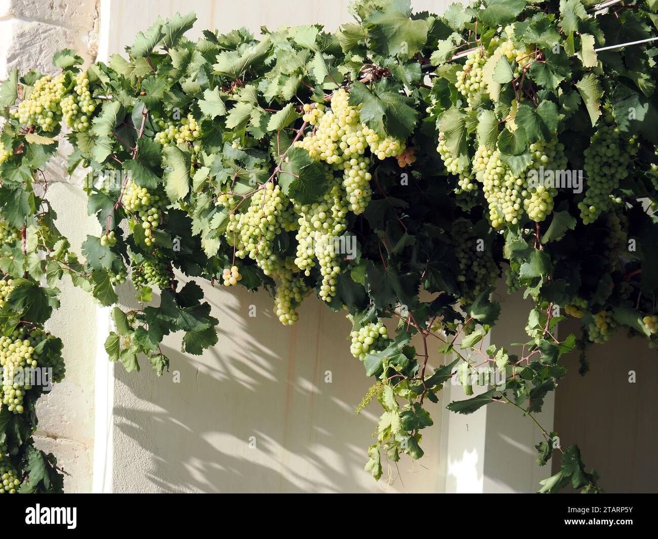 common grape vine, Weinrebe, Vigne, Vitis vinifera, bortermő szőlő, Sicily, Sicilia, Italy, Europe Stock Photo