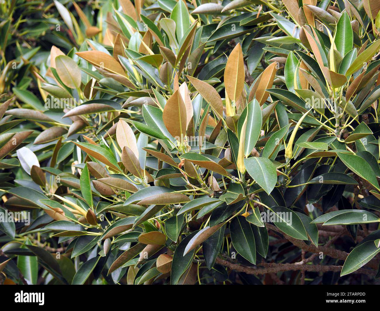 Moreton Bay fig or Australian banyan, Großblättrige Feige, figuier de