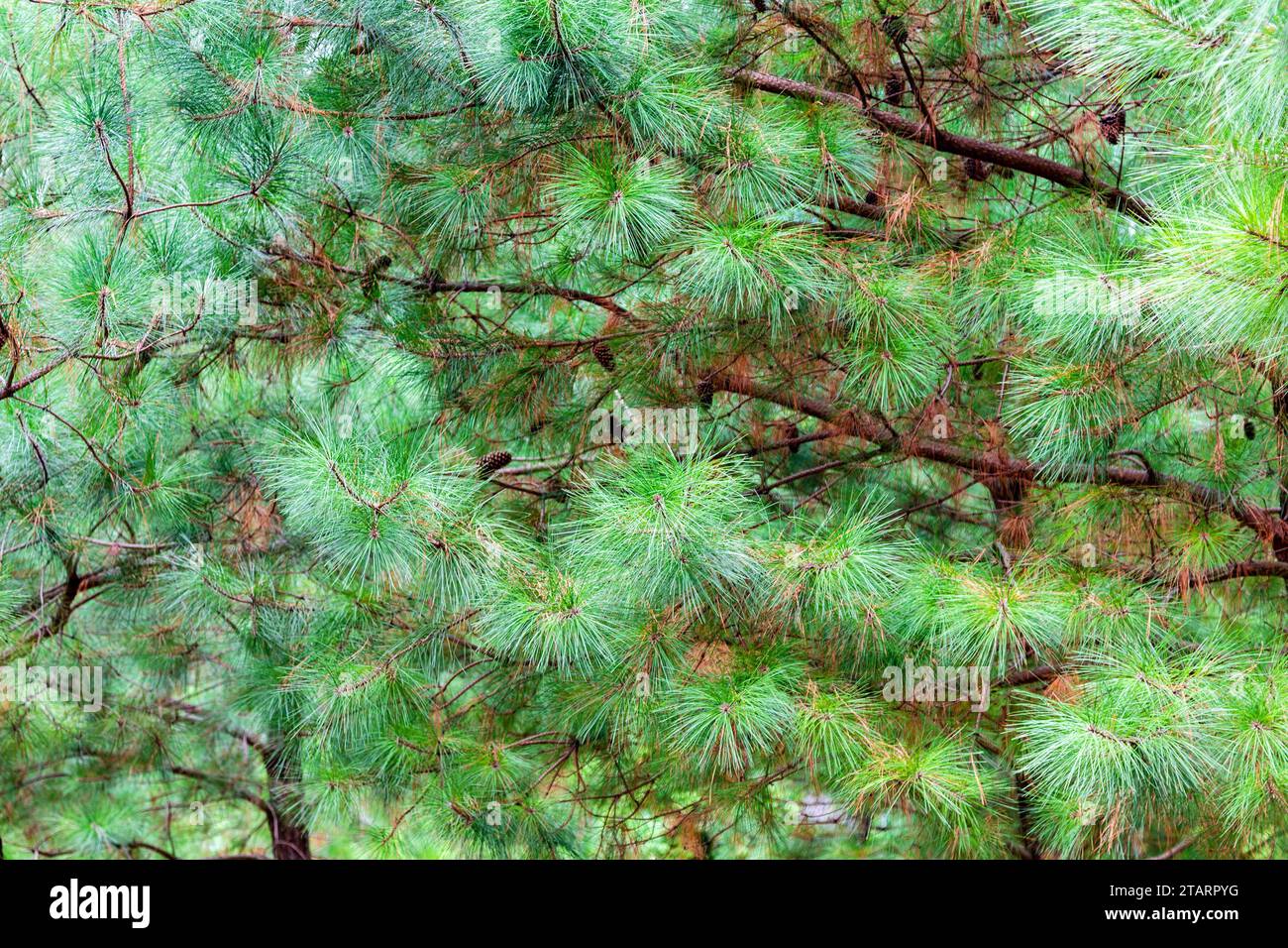 travel to Georgia - natural background from green pine branches in Batumi city on autumn day Stock Photo