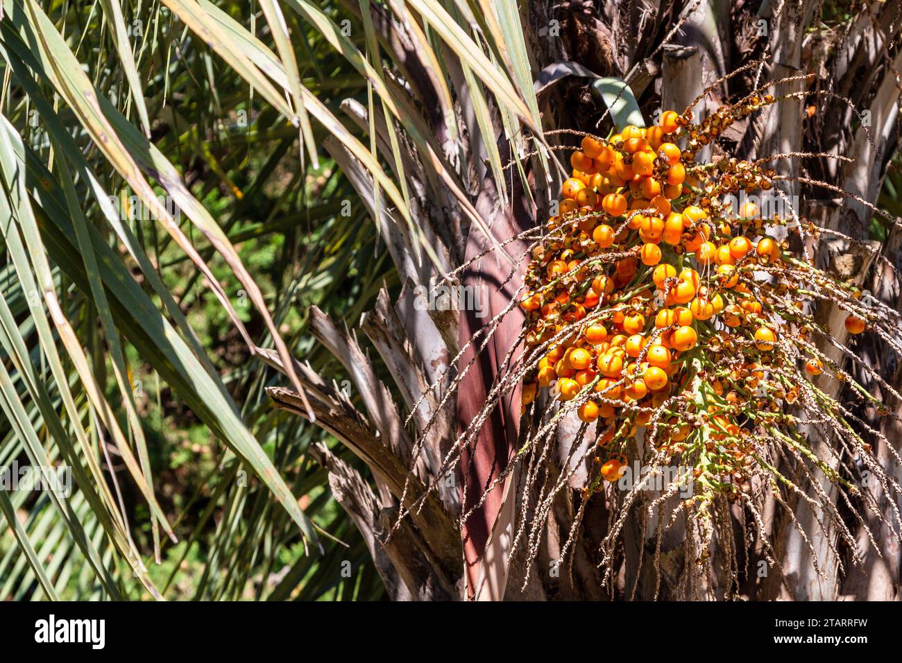 travel to Georgia - ripe fruits of Butia palm in Batumi city on sunny autumn day Stock Photo