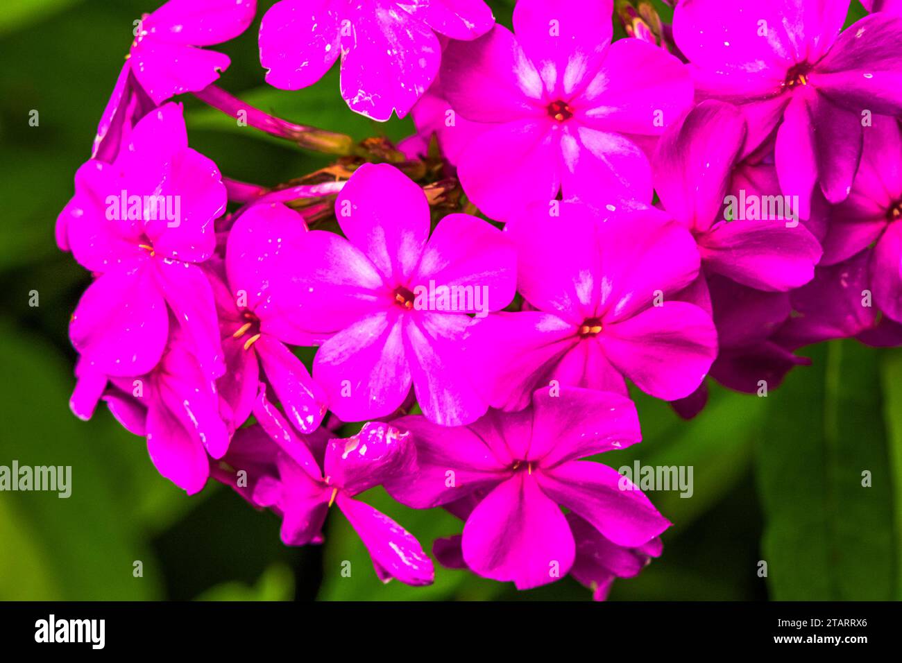 Flowers in downtown, Chimney Rock North Carolina Stock Photo Alamy