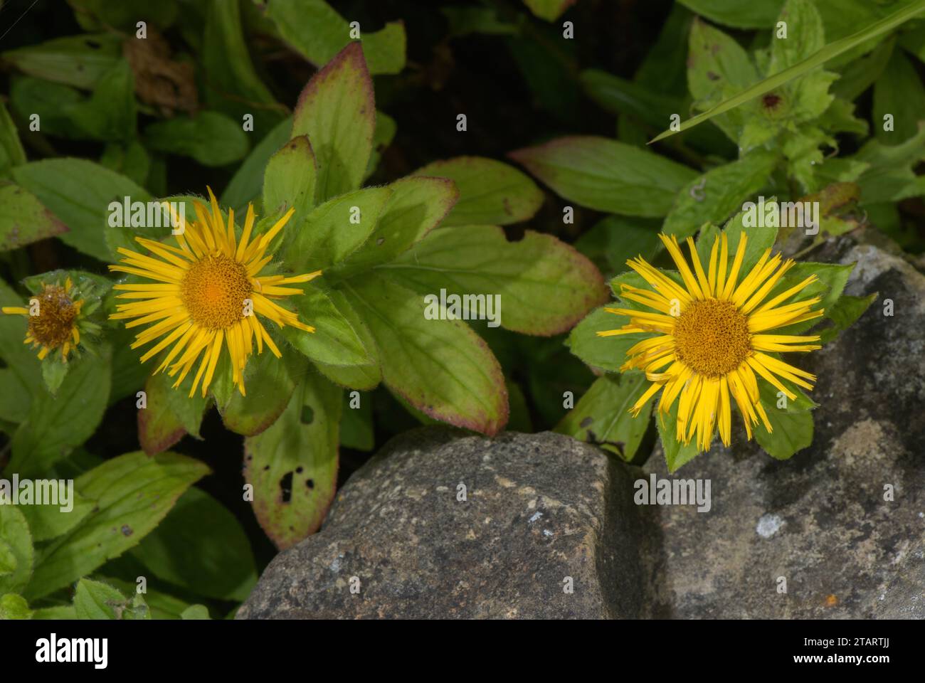 Showy Inula, Inula grandiflora in flower. From the Himalayas. Stock Photo