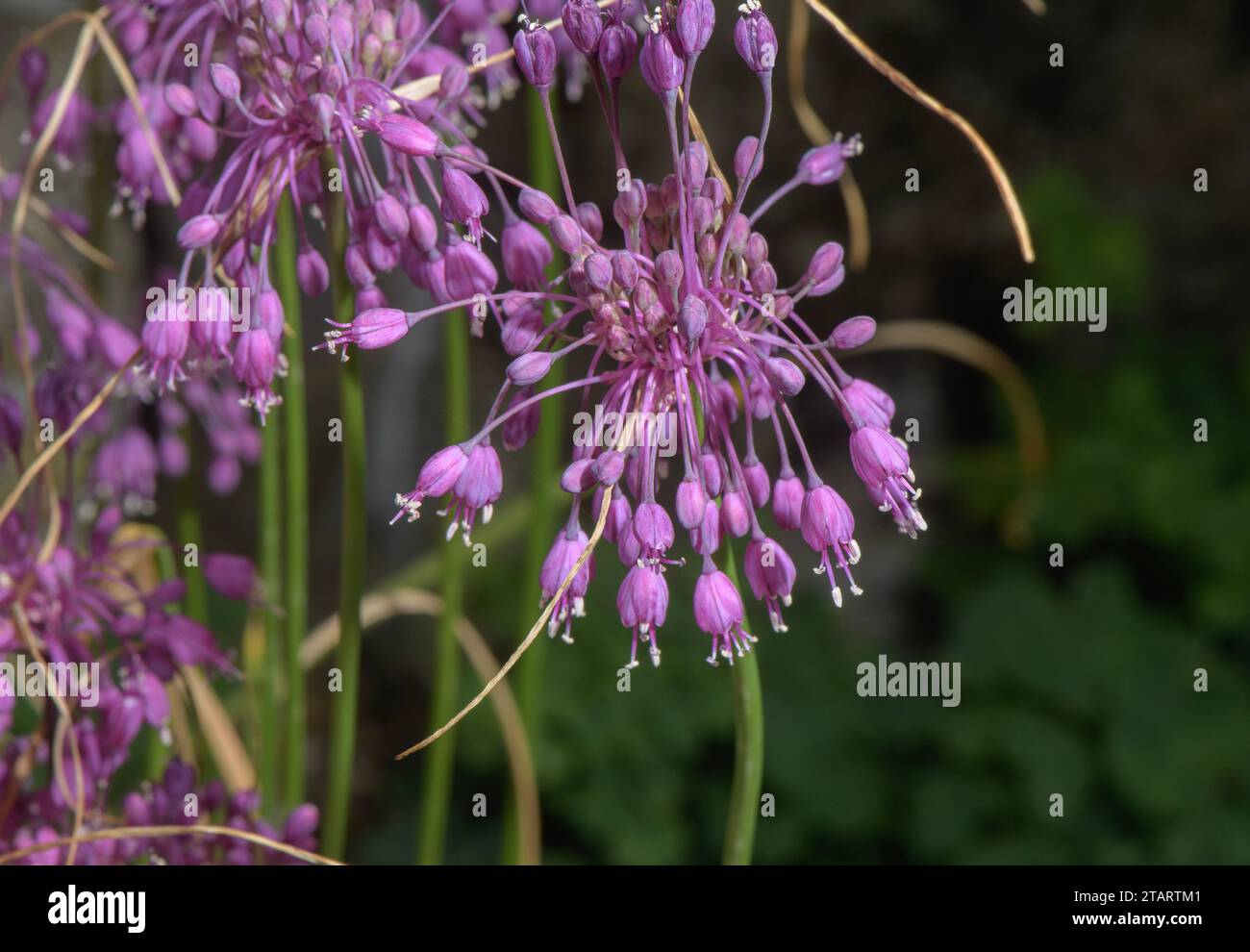Keeled Garlic, Allium carinatum ssp. pulchellum (the subspecies without bulbils). Alps. Stock Photo