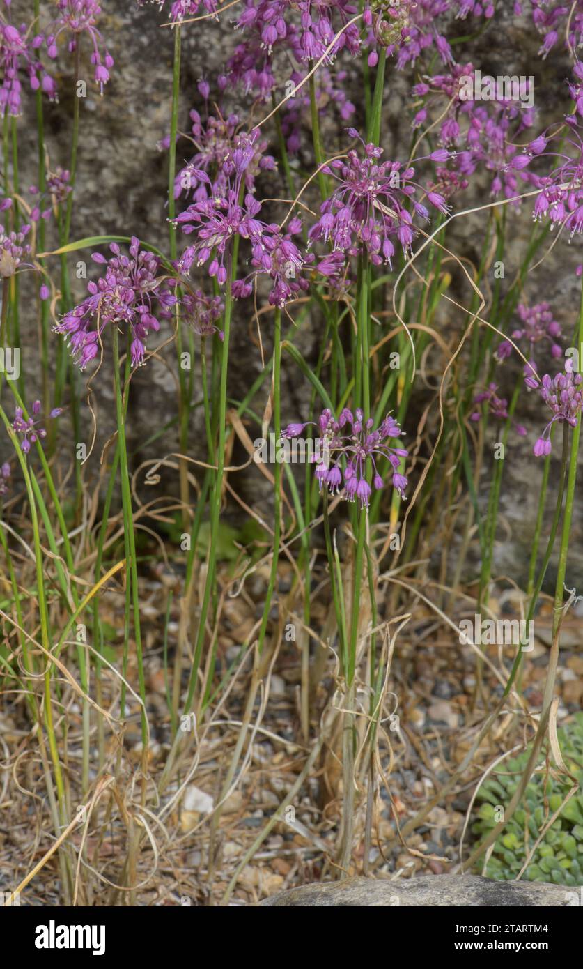 Keeled Garlic, Allium carinatum ssp. pulchellum (the subspecies without bulbils). Alps. Stock Photo